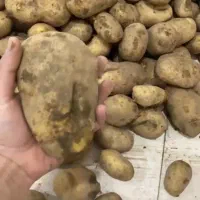 سیب زمینی اگریا دست شده
