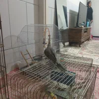 عروس هلندی فول دستی|پرنده|الوند, |دیوار