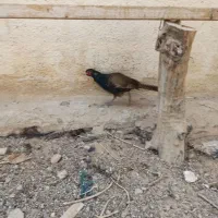 مرغ آمریکایی و پاکستانی|پرنده|بهبهان, |دیوار