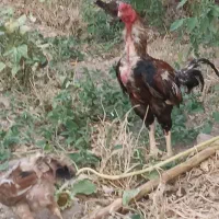 خروس لاری دانگ بالا