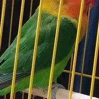 طوطی کوتوله|پرنده|خاش, |دیوار