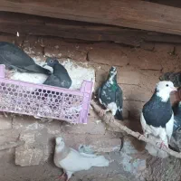 سایر|پرنده|کنگاور, |دیوار