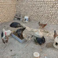 تعدادی مرغ تخم گذار|حیوانات مزرعه|شهرضا, |دیوار