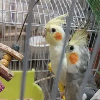 عروس هلندی نر و ماده لوتینو