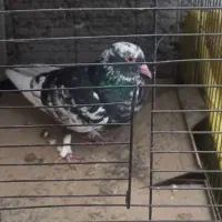 کبوتر پلنگی نرو مادشو نمیدونم