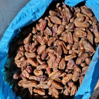 فروش ضایعات خرما|عمدهفروشی|ارزوئیه, |دیوار