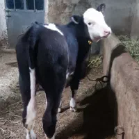 گوساله نر سمینتال