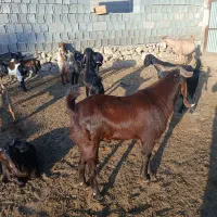 پازن|حیوانات مزرعه|کازرون, |دیوار