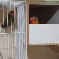 یک جفت کوتوله با تخم|پرنده|مشهد, ابوذر|دیوار