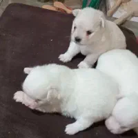 توله سگ های پامر|سگ|رشت, سیا اسطلخ|دیوار