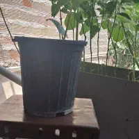 گل بابا ادم کوچک