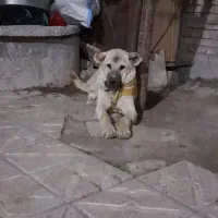 سگ سرابی|سگ|ویلکیج, |دیوار