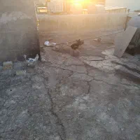 فروش تخمه نطفه دارفروش مرغ گلین لری فروش خورس|حیوانات مزرعه|اصفهان, عطار نیشابوری|دیوار