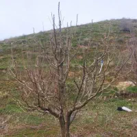 هرس انواع درختان مثمر و غیر مثمر|خدمات باغبانی و درختکاری|مهاباد (آذربایجان غربی), |دیوار
