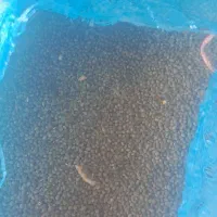 سیاه دانه