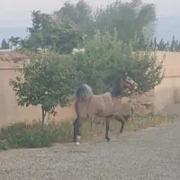 اسب کرد