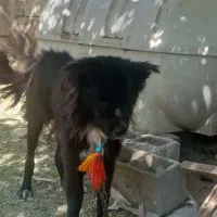 سگ قدرجونی قدریجونی