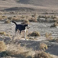 سگ هاسکی|سگ|سرولایت, |دیوار