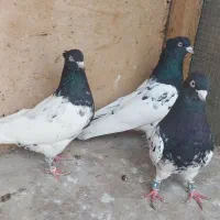 دم سیاهوکله سیاه وسینه ای