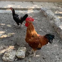 مرغ و خروس محلی