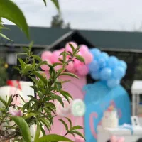 عکاسی و فیلمبردار (خانم)|خدمات پذیرایی، مراسم|مشهد, جاهد شهر|دیوار