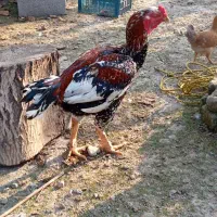 خروس لاری اصیل|حیوانات مزرعه|ماسال, |دیوار