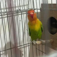 طوطی برزیلی جفت|پرنده|بومهن, |دیوار