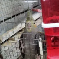 عروس هلندی نر|پرنده|زرند, |دیوار