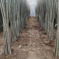 آخرین فرصت خرید نهال کبوده با 30٪ تخفیف ویژه|گل و گیاه طبیعی|قشلاق دشت, |دیوار