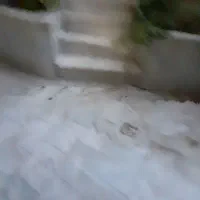 همخانه