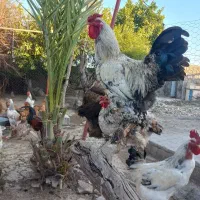 تخم مرغ برهما لاری چهل تاج و تخم بوقلمون و قوغاز