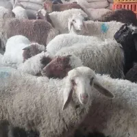 بره نر 20عدد 7ماهه