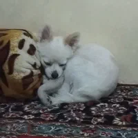 سگ پامرگمشده