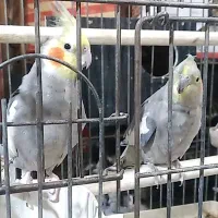 عروس هلندی با جوجه|پرنده|شهرکرد, |دیوار