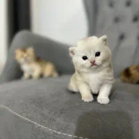 گربه بریتیش و اسکاتیش