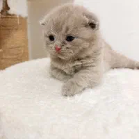 گربه|گربه|نیشابور, شهرک قدس|دیوار