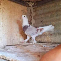 کفتر ۲تا ماده کاکولی پریا|پرنده|ری, ولی آباد|دیوار