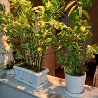 فروش گل اپارتمانی