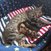 واگذاری گربه|گربه|شهرکرد, |دیوار