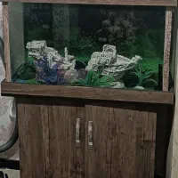 اکواریوم ماهی