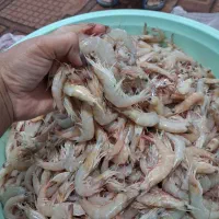 میگو سرتیز پاک شده رگیری شسته بندی قیمت 570