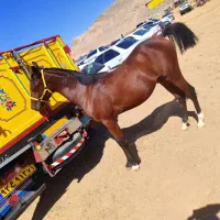 کره نریون  دو ساله