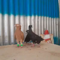 چش نوک سفید