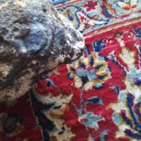 سنگ|کلکسیون اشیاء عتیقه|بستان آباد, |دیوار