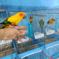 خورشیدی ملنگو شاه راهب میخرم پرندگان شما را|پرنده|شیراز, لب آب|دیوار