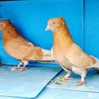 کفترببین لذت ببر|پرنده|تهران, ترمینال غرب|دیوار