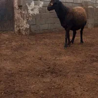 بره قوچ همو زیگورات