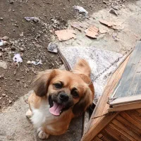 سگ پا کوتاه پیکینیز|سگ|شفت, |دیوار