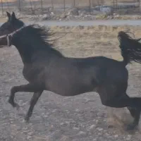 کره مادیان آینده دار