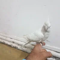 طوطی عروس هلندی|پرنده|سراوان, |دیوار